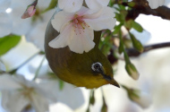 WA 