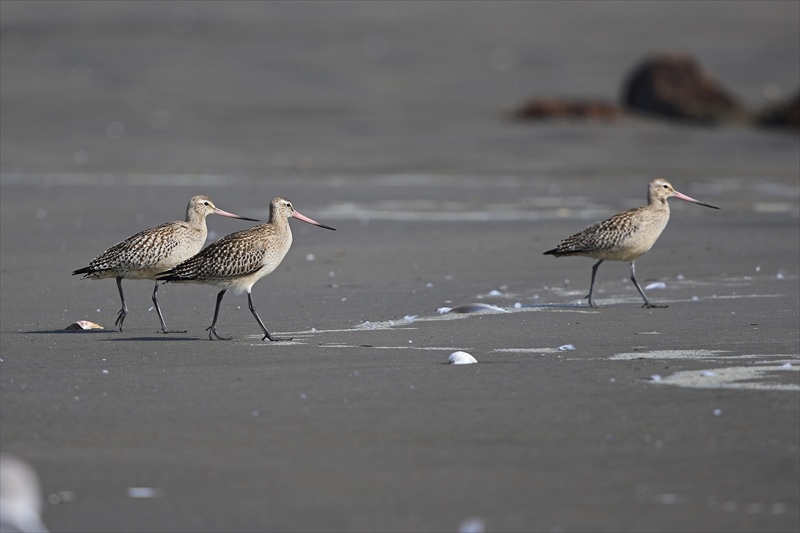 オオソリハシシギ