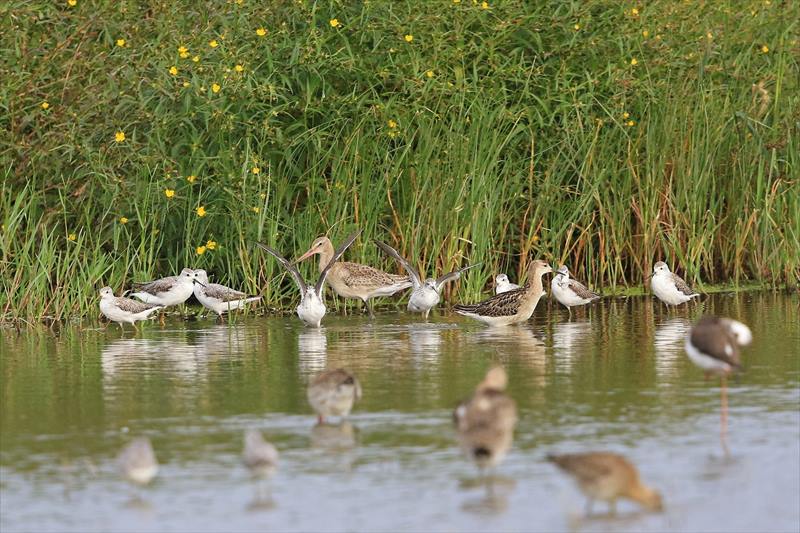 コアオアシシギ&オグロシギ&エリマキシギ