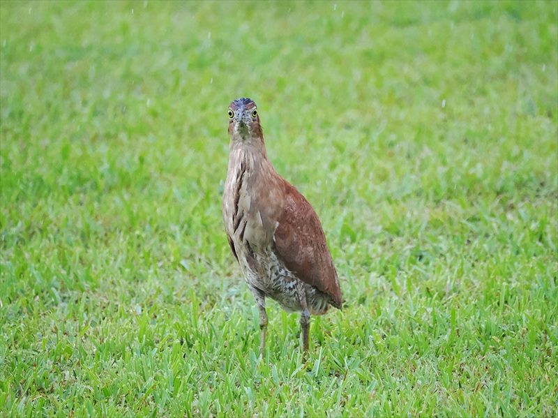 ズグロミゾゴイ