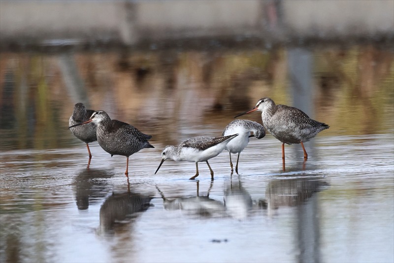コアオアシシギとツルシギ
