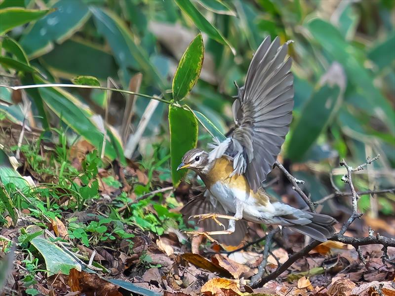 マミチャジナイ