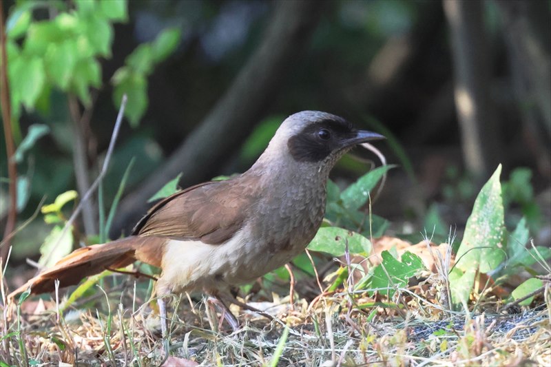 カオグロガビチョウ