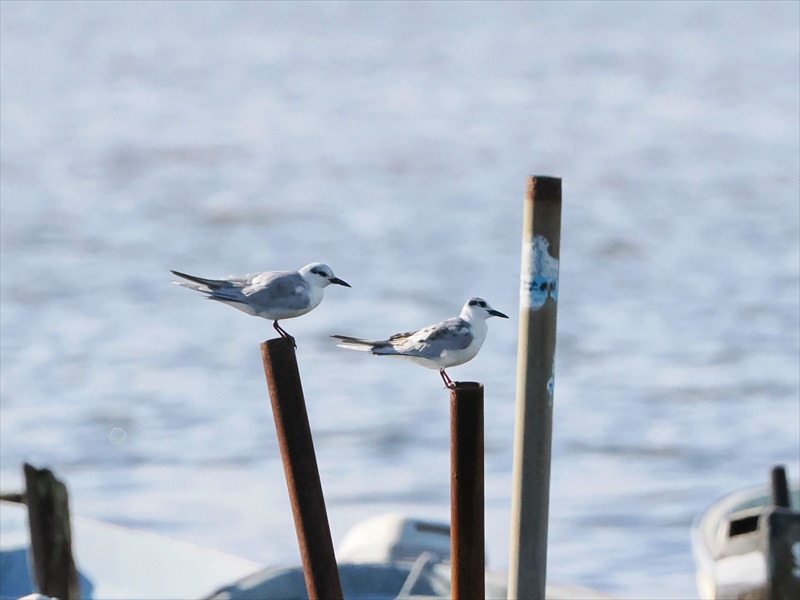 クロハラアジサシ