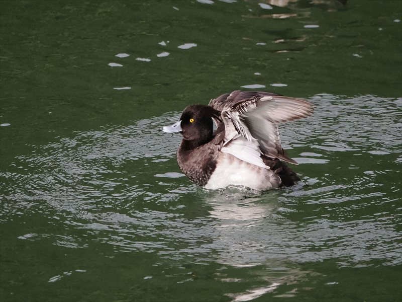 キンクロハジロ