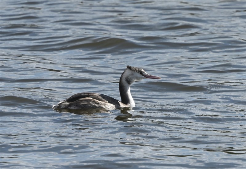 カンムリカイツブリ