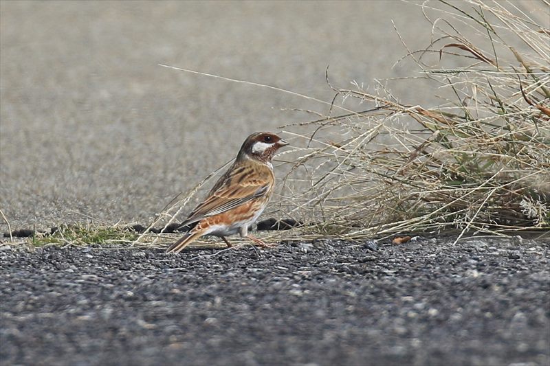 シラガホオジロ
