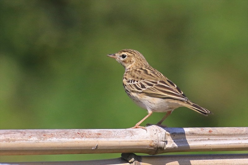ヨーロッパビンズイ