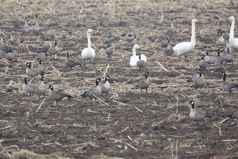 シジュウカラガン