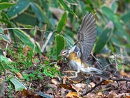 �}�~�`���W�i�C