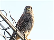 �`���E�Q���|�E��