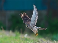 �`���E�Q���|�E��