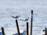 �N���n���A�W�T�V