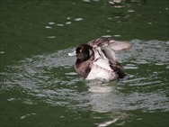 �L���N���n�W��