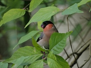 ����A�J�E�\