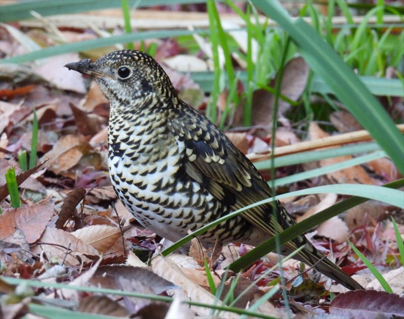 �g���c�O�~