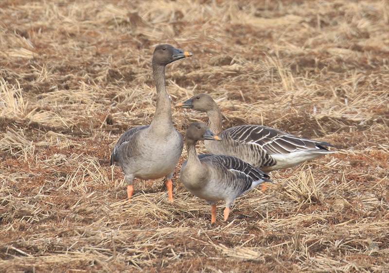 ����I�I�q�V�N�C