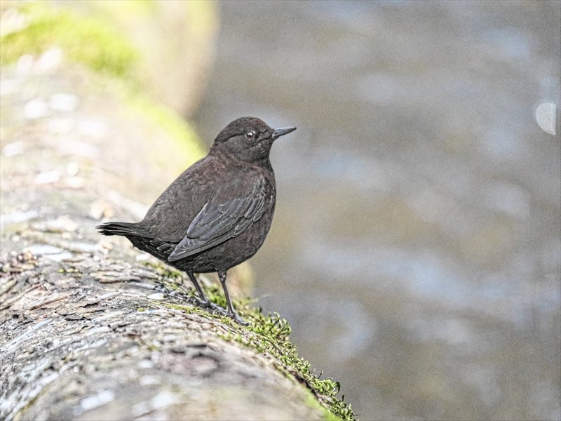 �J���K���X