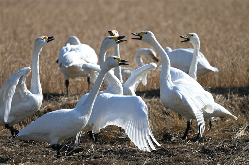 �R�n�N�`���E���