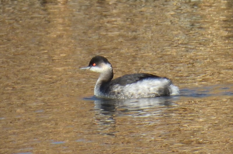 �n�W���J�C�c�u��