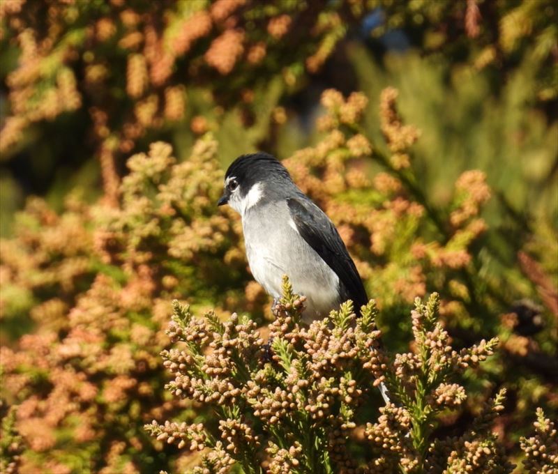 �����E�L���E�T���V���E�N�C