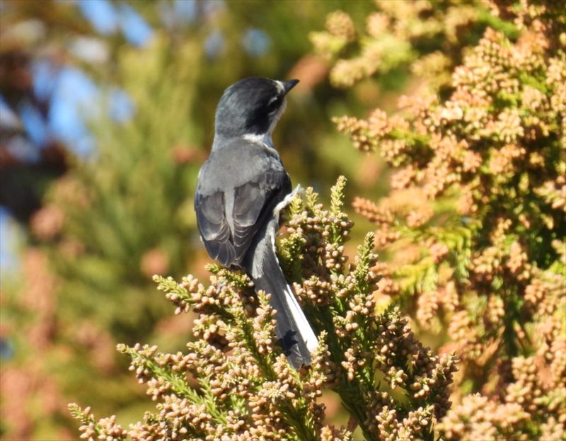 �����E�L���E�T���V���E�N�C