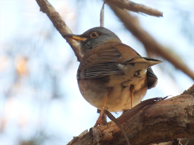 �V���n��