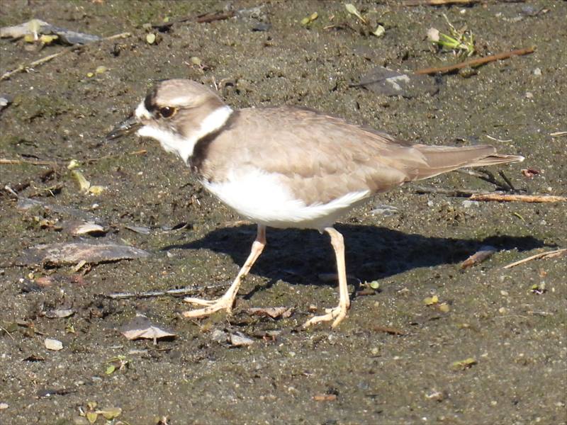 �C�J���`�h��