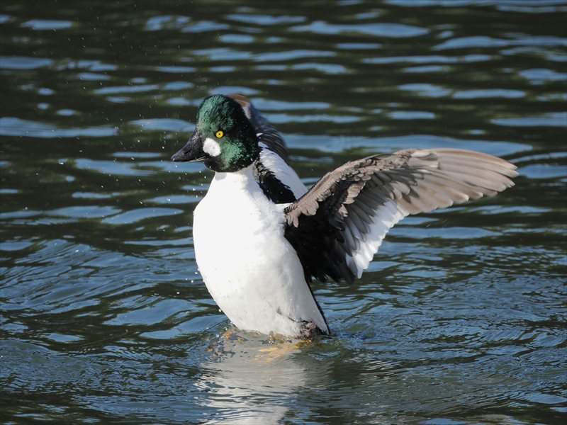 �z�I�W���K��