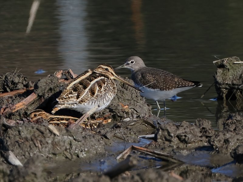 �^�V�M�ƃN�T�V�M