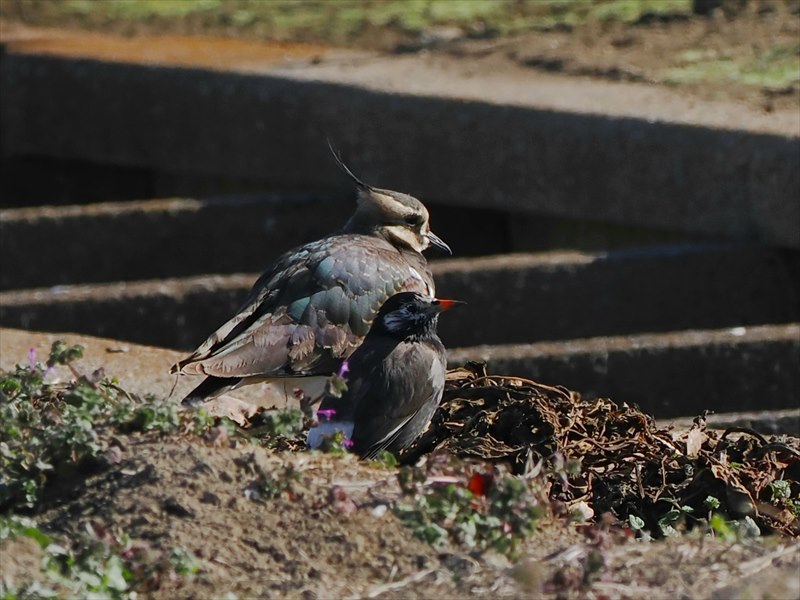 �^�Q���ƃ��N�h��