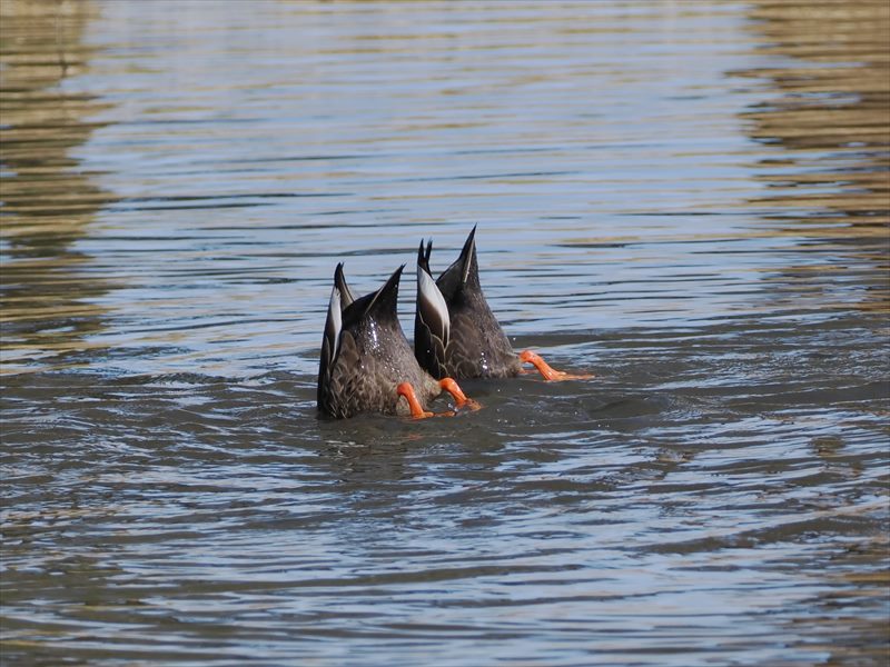 �J���K��