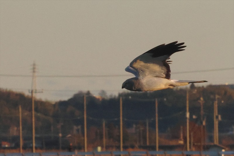 �n�C�C���`���E�q