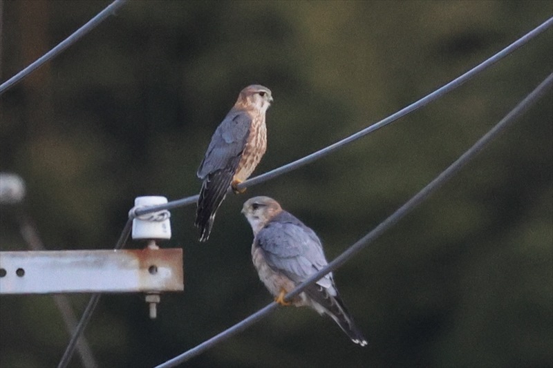 �R�`���E�Q���{�E