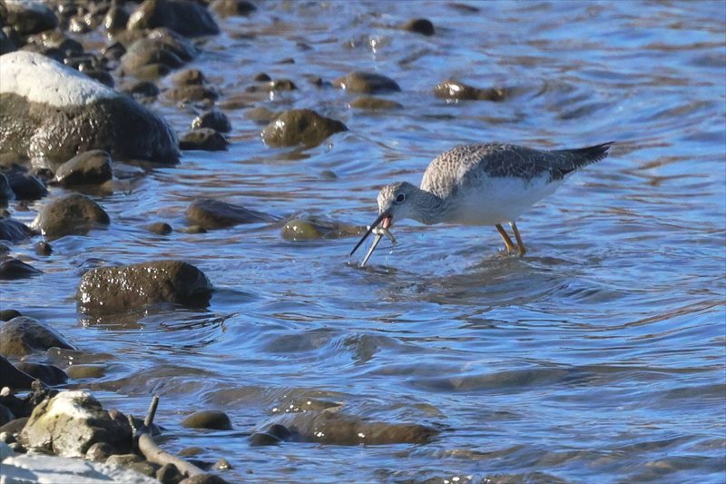 �I�I�L�A�V�V�M