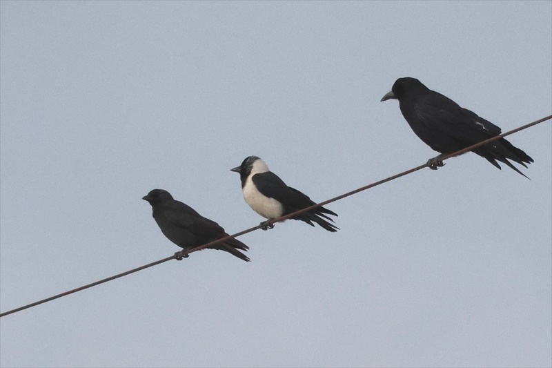 �R�N���}�K���X