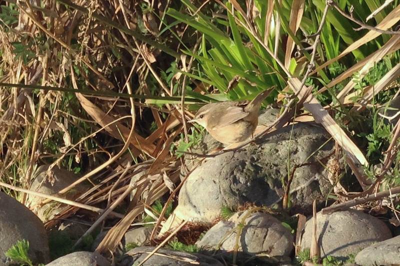 ���W�Z�b�J