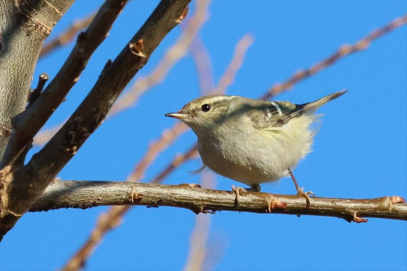 �L�}�����V�N�C