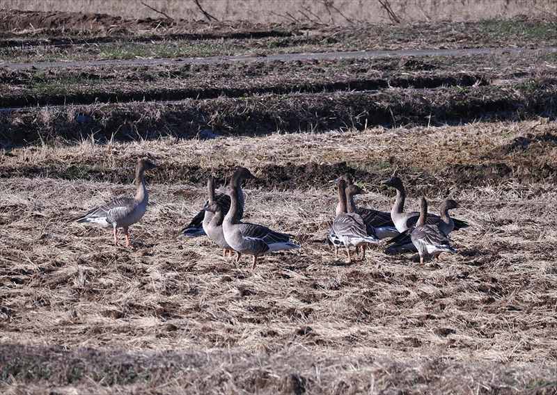 ����I�I�q�V�N�C