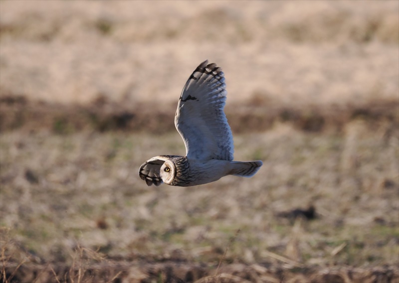 �R�~�~�Y�N�i���ʁj