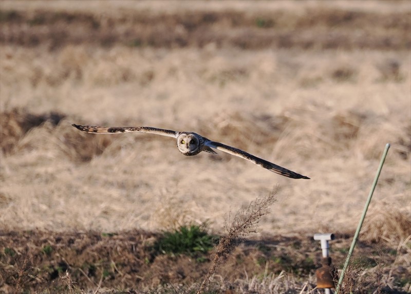 �R�~�~�Y�N�i���ʁj