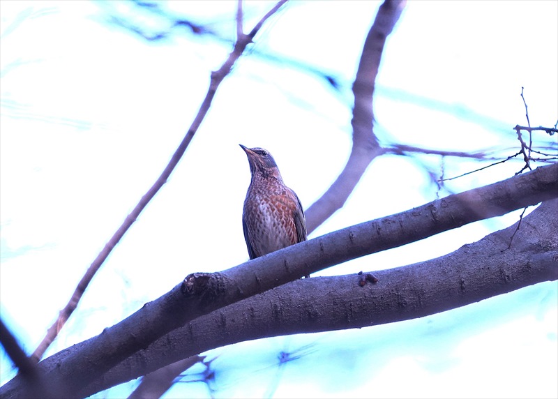 �n�`�W���E�c�O�~