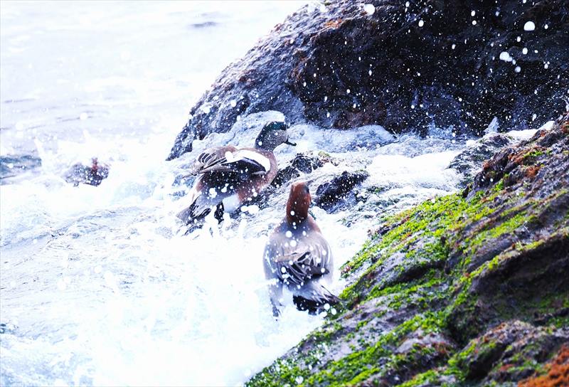 �A�����J�q�h���E�q�h���K��