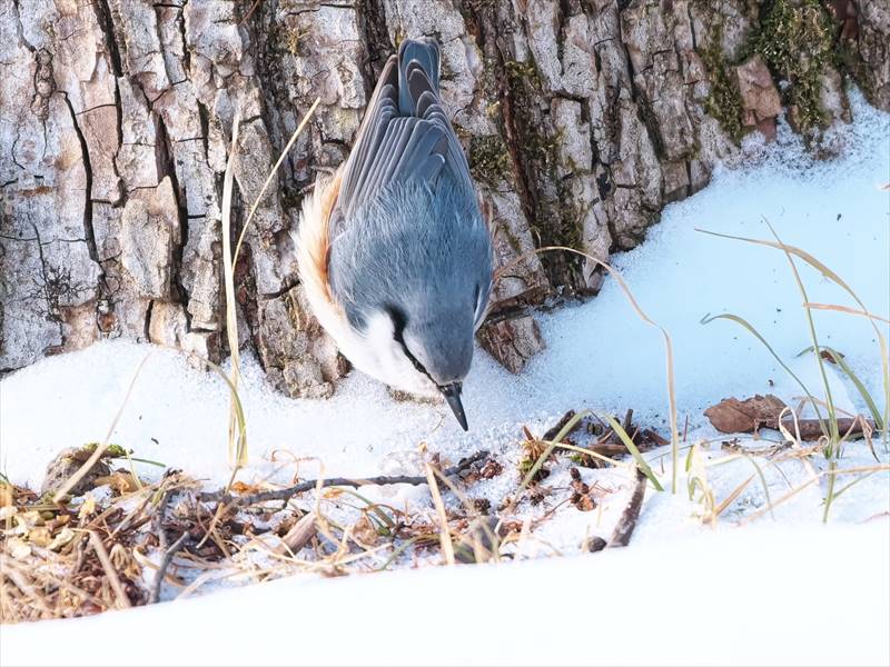 �S�W���E�J��