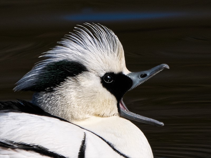 �~�R�A�C�T