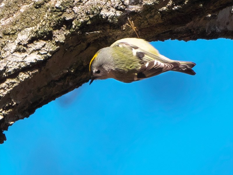 �L�N�C�^�_�L