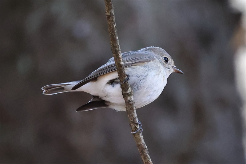 �j�V�I�W���r�^�L