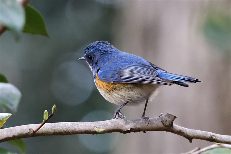 �����r�^�L