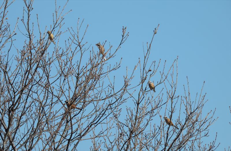 �܉H�̃z�I�W��