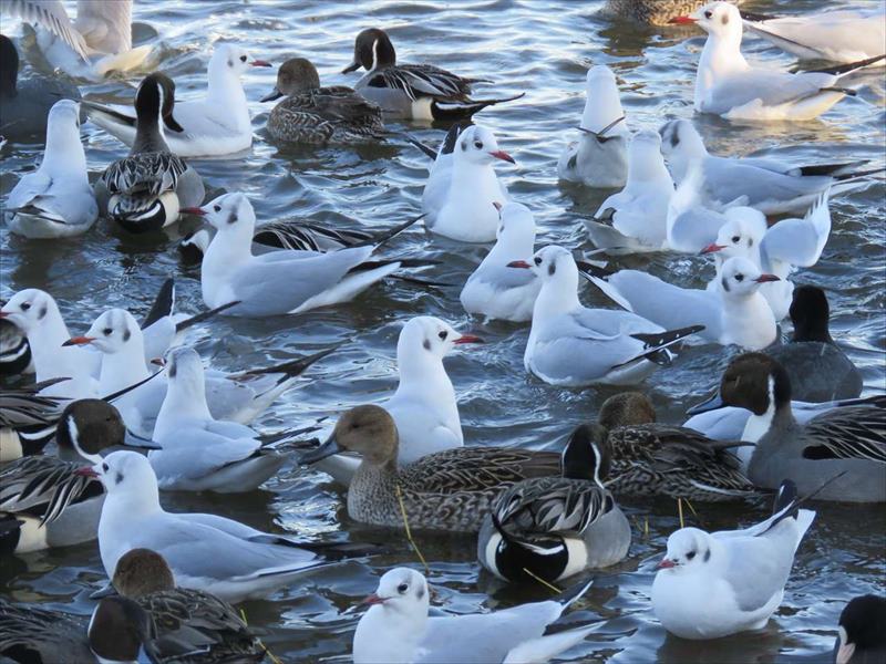 �I�i�K�K���ƃ����J����